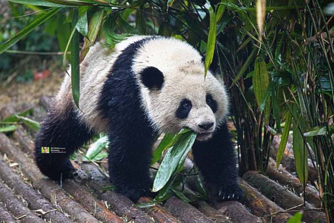 Giant Panda at CHINA Sichuan Province Chengdu Sichuan Giant Panda Sanctuaries Chongquing Tour 1