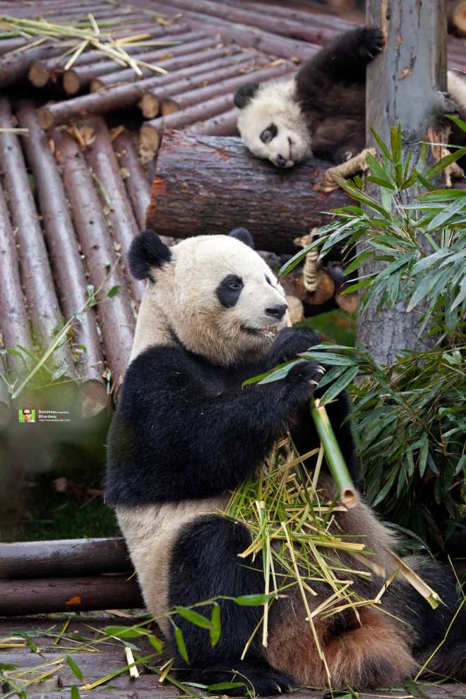 Giant Panda at CHINA Sichuan Province Chengdu Sichuan Giant Panda Sanctuaries Chongquing Tour 2